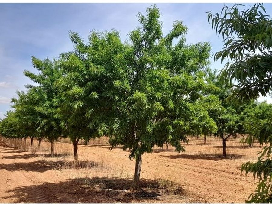 Se vende finca rústica a 12 km de Villarrobledo — foto 11