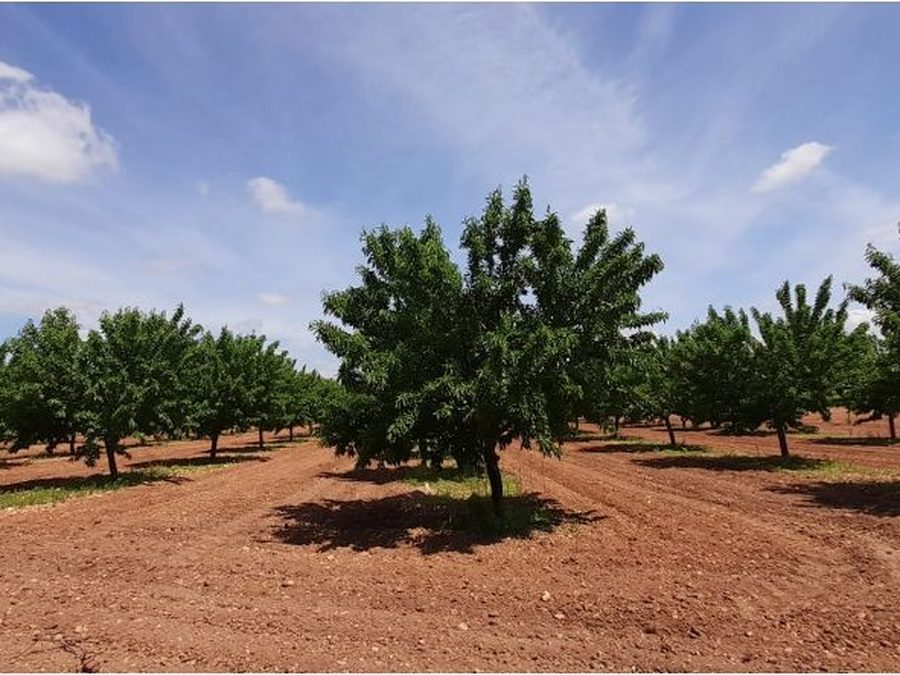 Se vende finca rústica a 12 km de Villarrobledo — foto 12