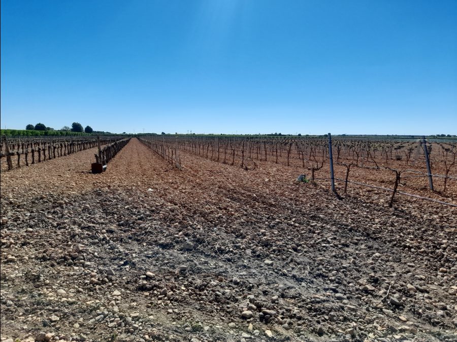 Finca de regadío con parras, casa y piscina — foto 15