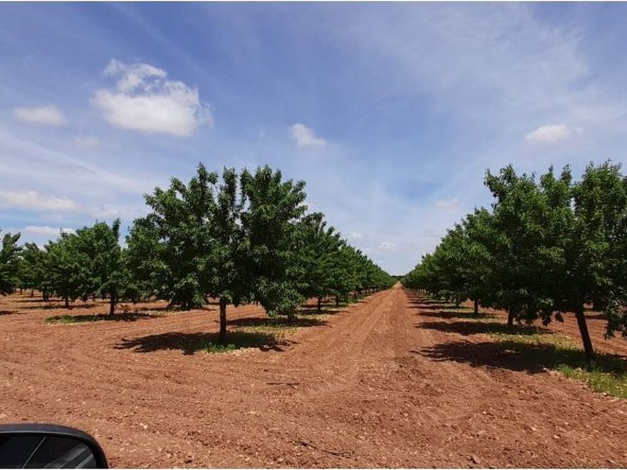Se vende finca rústica a 12 km de Villarrobledo — foto 13