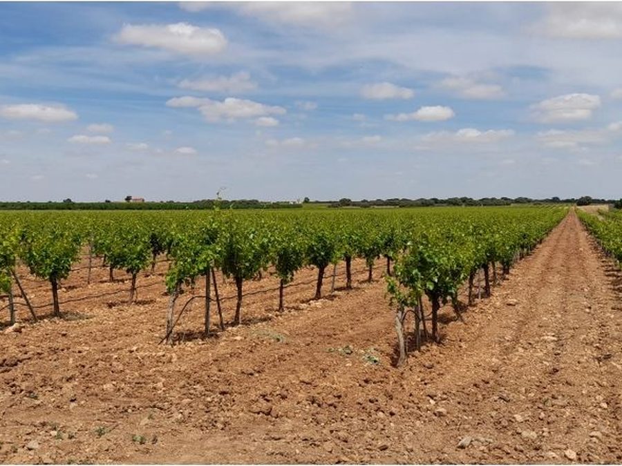 Se vende finca rústica a 12 km de Villarrobledo — foto 9
