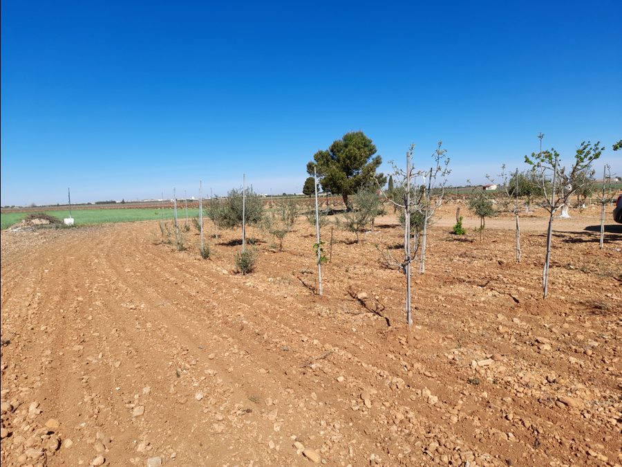 Finca de regadío con parras, casa y piscina — foto 19