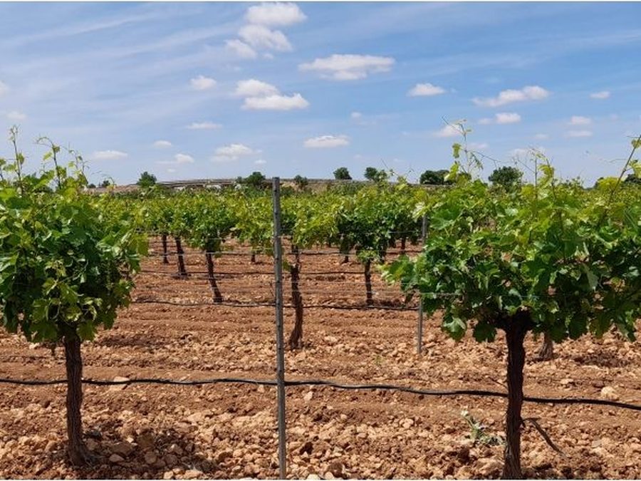 Se vende finca rústica a 12 km de Villarrobledo — foto 10