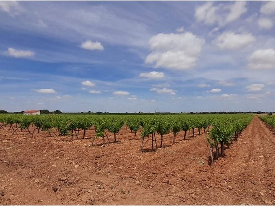 Se vende finca rústica a 12 km de Villarrobledo — foto 5