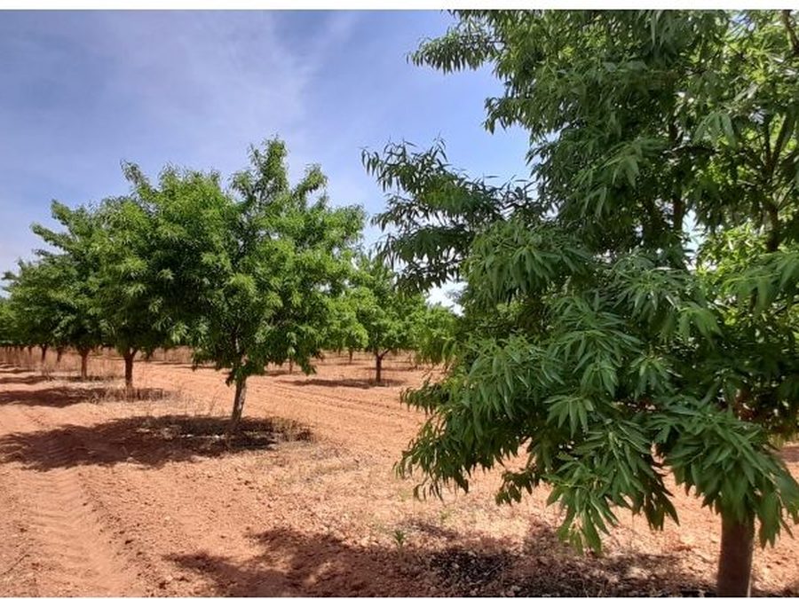 Se vende finca rústica a 12 km de Villarrobledo — foto 8
