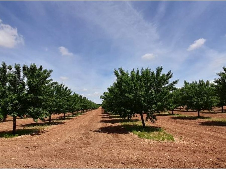 Se vende finca rústica a 12 km de Villarrobledo