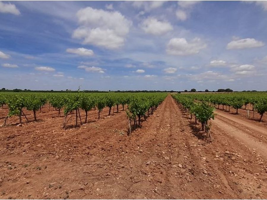 Se vende finca rústica a 12 km de Villarrobledo — foto 26