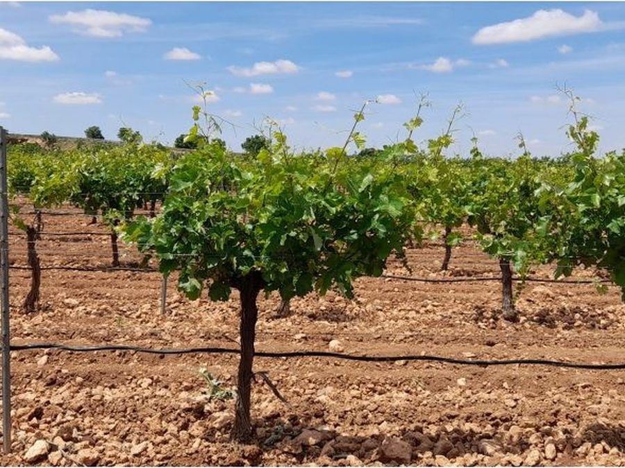 Se vende finca rústica a 12 km de Villarrobledo — foto 3