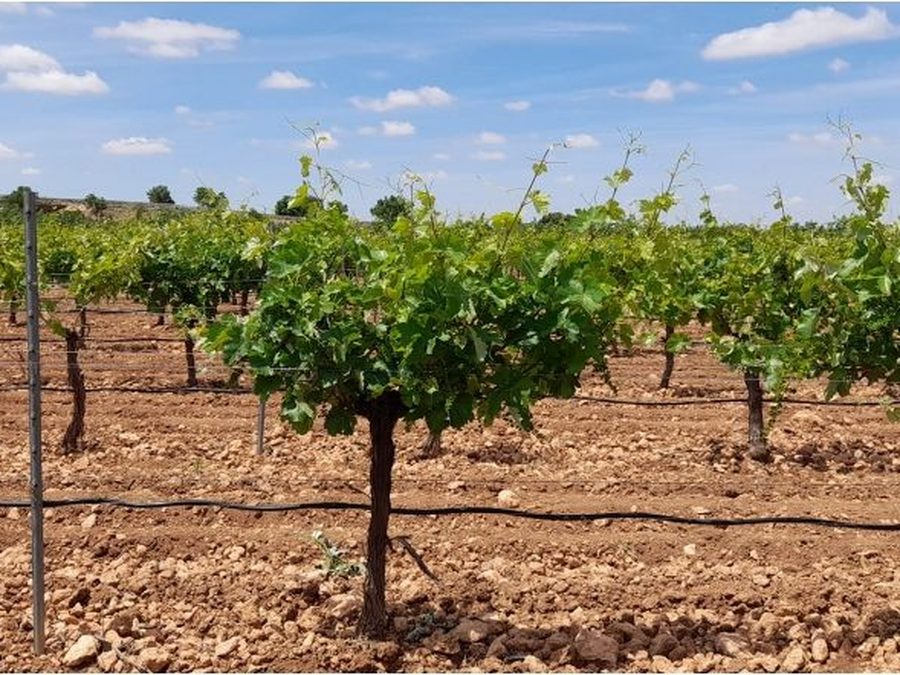Se vende finca rústica a 12 km de Villarrobledo — foto 28