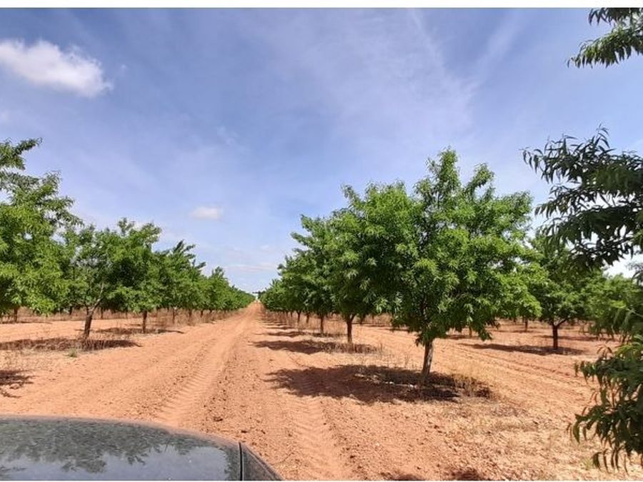 Se vende finca rústica a 12 km de Villarrobledo — foto 30