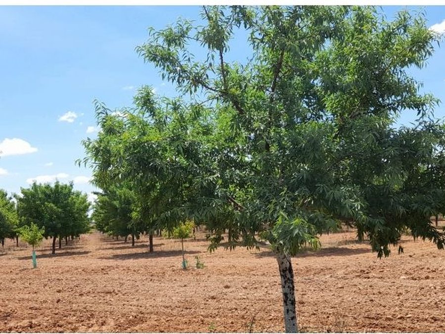 Se vende finca rústica a 12 km de Villarrobledo — foto 31