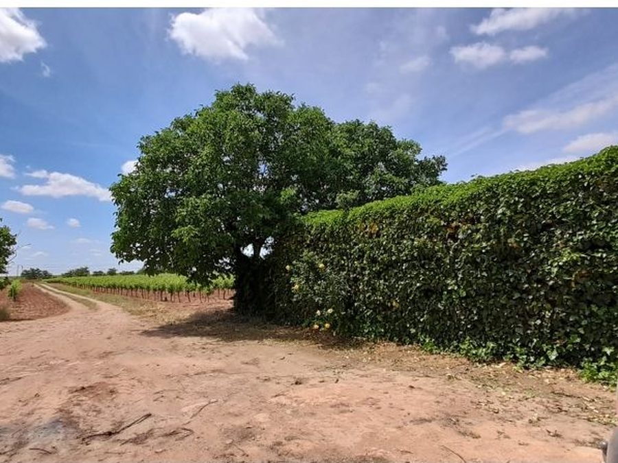 Se vende finca rústica a 12 km de Villarrobledo — foto 32