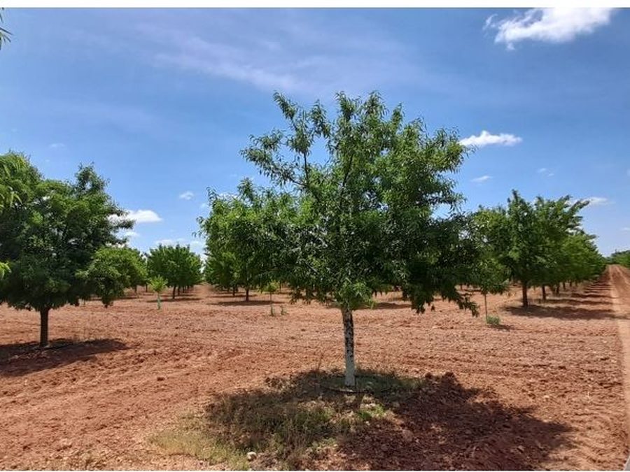Se vende finca rústica a 12 km de Villarrobledo — foto 34