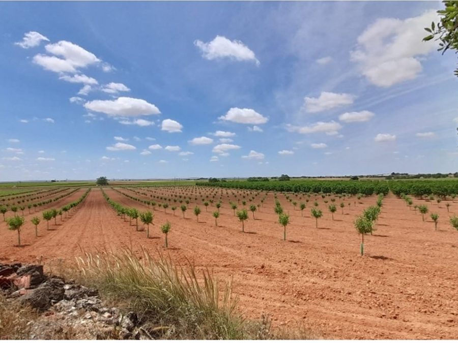 Se vende finca rústica a 12 km de Villarrobledo — foto 4