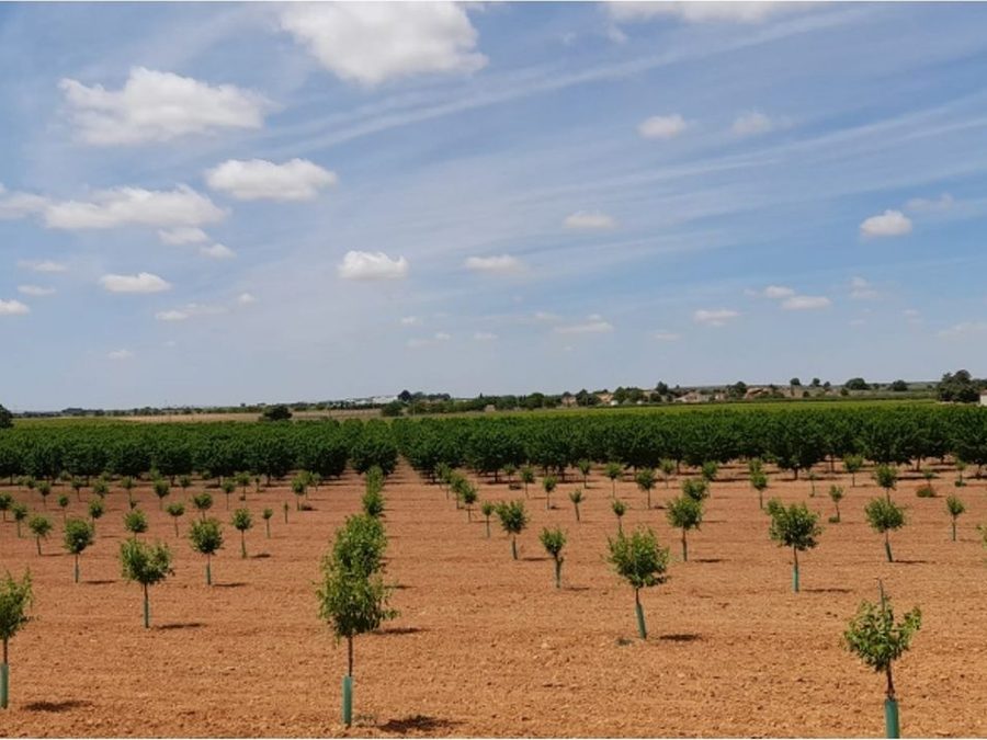 Se vende finca rústica a 12 km de Villarrobledo — foto 6