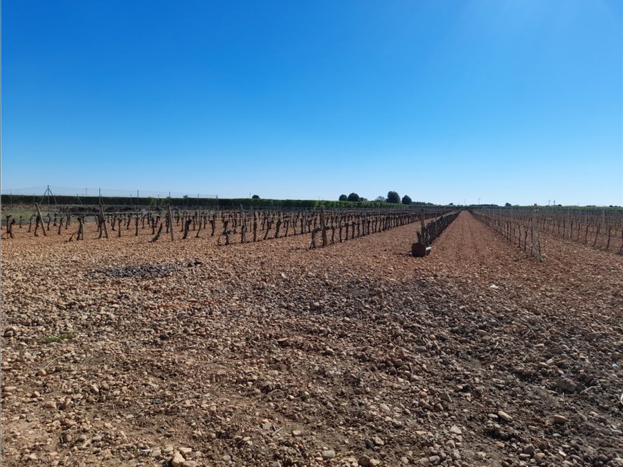 Finca de regadío con parras, casa y piscina — foto 6