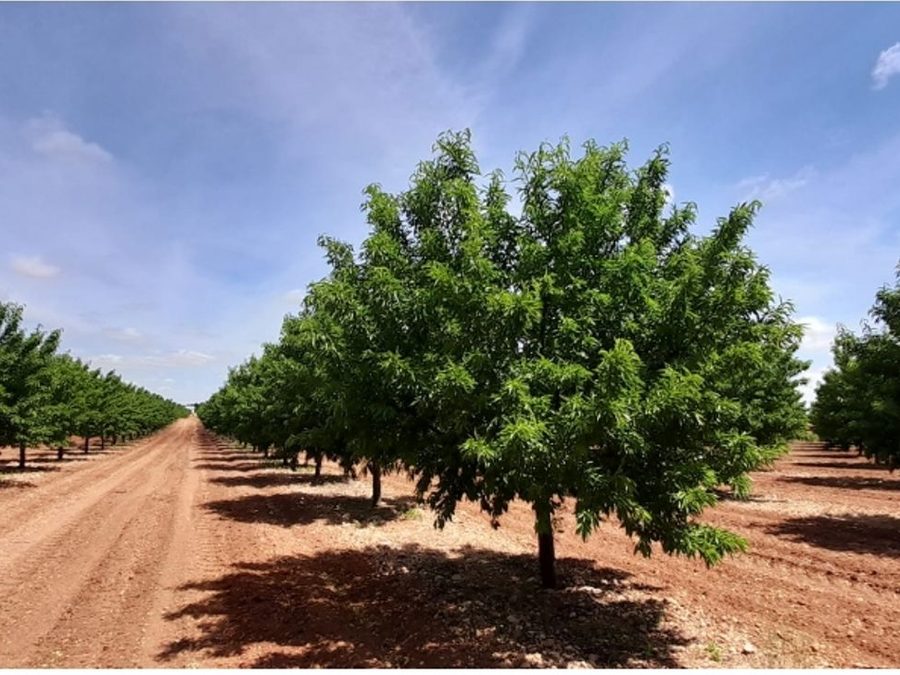 Se vende finca rústica a 12 km de Villarrobledo — foto 2