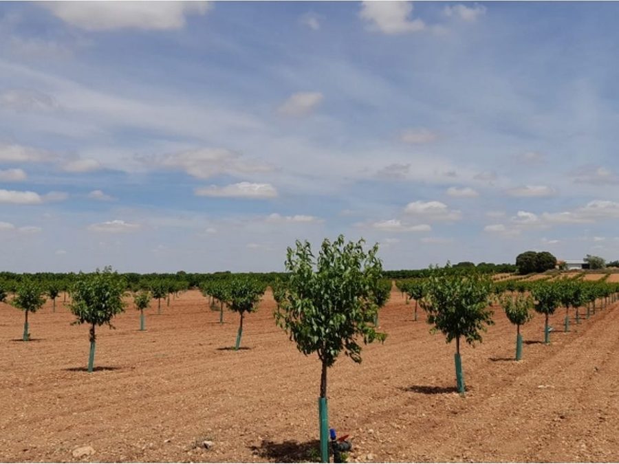 Se vende finca rústica a 12 km de Villarrobledo — foto 7
